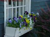 Flower Box of Pansies, Saugus, Massachusetts