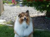 Friendly Collie, Marshfield, Massachusetts