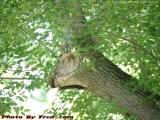 A Deer In The Ash Leaf Maple, Groveland, New York