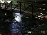 Walkbridge Over Falls, Wolf Creek, Letchworth Park, NY