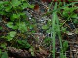 A Web of Rain Drops, Groveland, New York