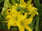 Yellow Lilies, Boston Public Garden, Boston, Massachusetts