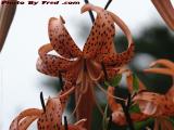 Tiger Lilies Brightening a Drab Day, Marstons Mills, Mass.