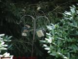Birds Feeding On Suet, Dorchester, Massachusetts