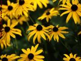 Brown Eyed Susans, Dorchester, Massachusetts