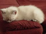 Sylvia Sleeping, Still a Little White Kitten, Lynn, Mass.