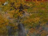 Autumn Foliage With Chimney Wood Smoke, Berlin, Mass.