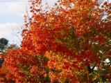 Bright Foliage In Late Day Light, Brooksby Farm, Peabody