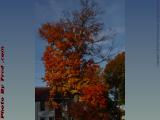 Fall Foliage In Afternoon Light, Lincoln Ave., Saugus