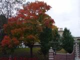 Fall Foliage Under Somber Skies, Medford, Massachusetts