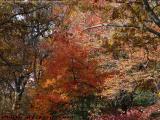 Fall Foliage In Light And Shadow, Lynn Woods Reservation