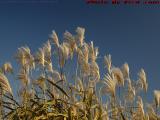 Dust Mop Fronds, South Street, Rockland, Massachusetts