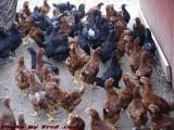 Chicken Convention, Koschara Farm, Groveland, New York