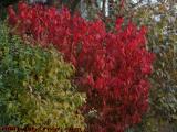 Seasonally Colored Shrubs, Draper Street, Dorchester
