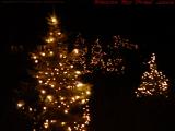 Christmas Lights # 25, Trees in Soft Focus, Geneseo, NY