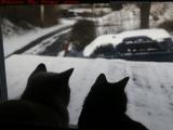 Penny and Silly Contemplating the Weather, Lynn, Mass.