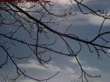 Icicle-Coated Branches Against Clearing Sky, Groveland, NY