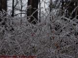 Frozen Bay Berry Bushes, Groveland, New York