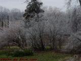 Frozen Landscape, Ice Storm Aftermath, Groveland, New York