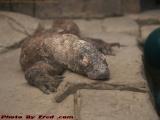 Komodo Dragon, Mandalay Bay Hotel, Las Vegas, Nevada