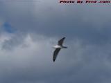 Wheeling Gull, Lower Saugus River, Saugus, Massachusetts
