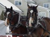 Sleigh Team, Charmingfare Farm, Candia, New Hampshire