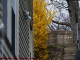 Spring Peeping Around The Corner, Dell Court, Lynn, Mass.
