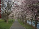 Cherry Blossom Tunnel, Boston In Bloom, Esplanade