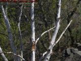 Spring Birch Study, Danvers, Massachusetts