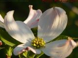 Dogwood Flower Study, Groveland, New York