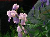 Purple Iris Blooms and Buds, Groveland, New York