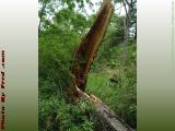 Pine Felled by Termites and a Tornado, Groveland, New York