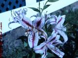 Purple and White Day Lillies, Dorchester, Massachusetts