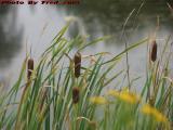 Cattails, Andover Wetlands Restoration Project, New York