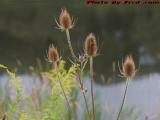 Late Summer Thistle Flowers, Andover, New York