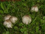 Mushroom Tent Village, Groveland, New York