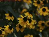 Brown Eyed Susans, Dorchester, Massachusetts