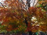 Backlit Fall Foliage, Concord, Massachusetts