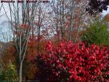 Bright Foliage and Bare Trees Under Partly Sunny Skies
