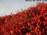 Bush in Fall's Reds, Saugus, Massachusetts