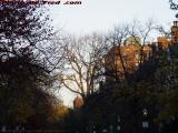 Late Autumn Sunset Light, Commonwealth Avenue, Boston