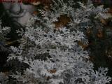 White Leaved Dusty Miller, Draper Street, Dorchester