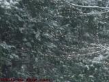 Maple Branches Gathering Snow, Harvard, Massachusetts