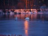 Feeding Swans on Dusk Ice, Elginwood Pond, Peabody, Mass.