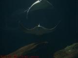 Swimming Skates, Mandalay Bay Shark Reef, Las Vegas