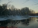 Waterfowl Haven in Day's Last Light, Elginwood Pond, Peabody