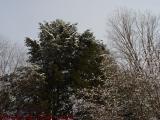 Snow Draped Winter Treetops, Harvard, Massachusetts