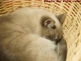 Silly Snoozing in the Laundry Basket, Dell Court, Lynn