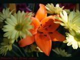 Winter Bouquet Featuring an Orange Lily in Morning Sun