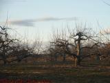 Apple Trees in Spring's First Sunset, Brooksby Farm
